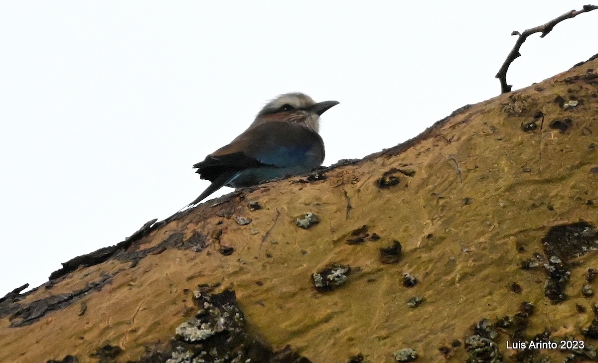 Lilac-breasted Roller - ML644609556