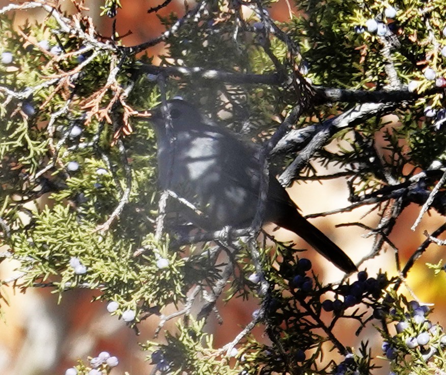 drozdec černohlavý - ML644609561