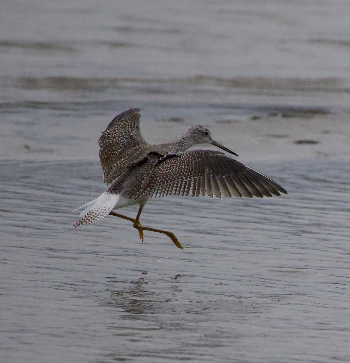 オオキアシシギ - ML644609567