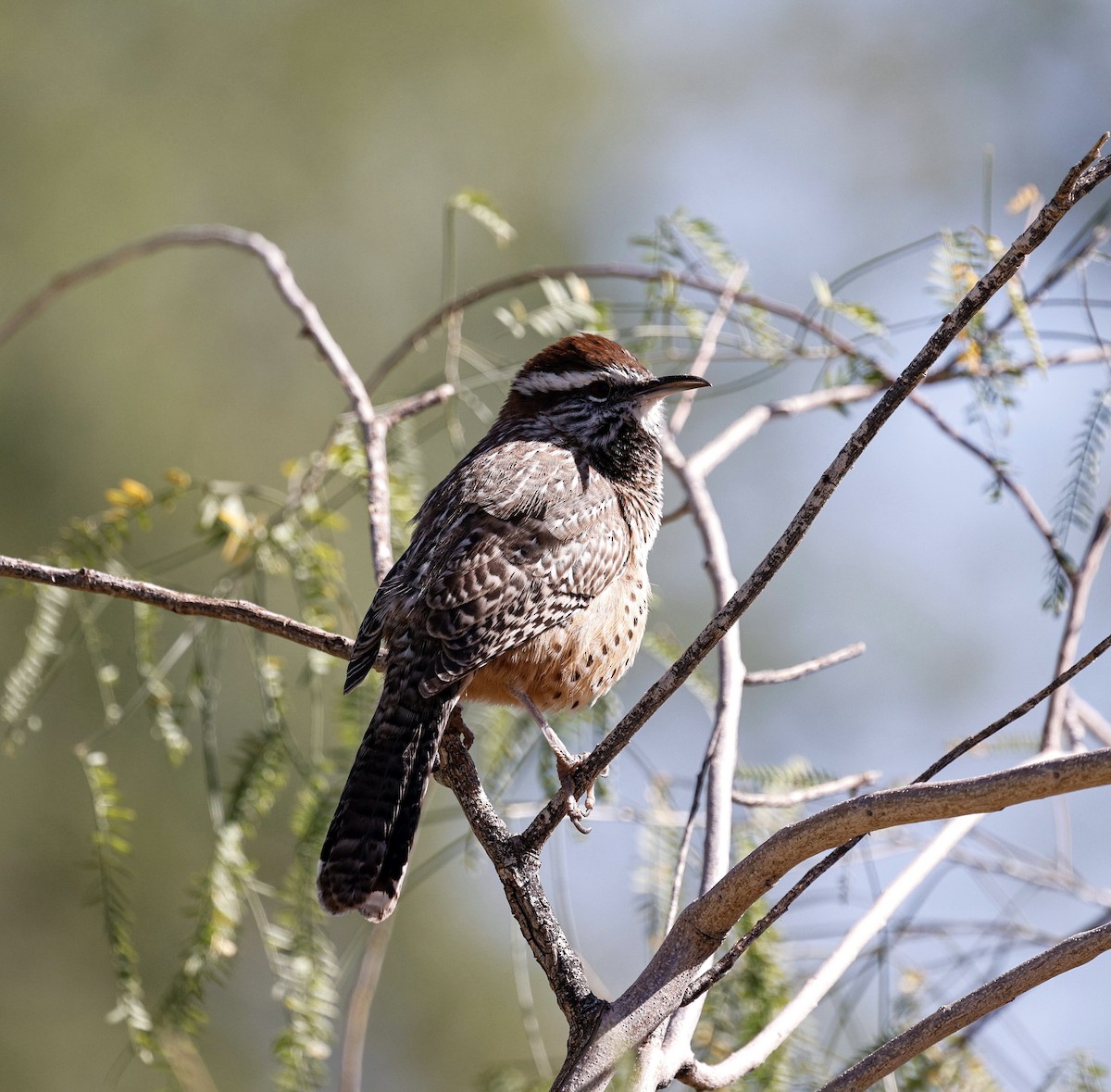 Cactus Wren - ML644609570