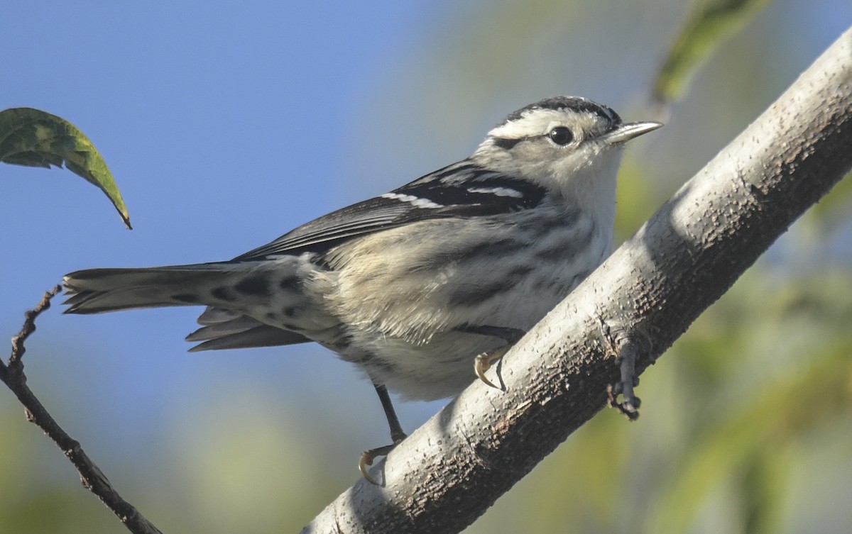 Black-and-white Warbler - ML644609572