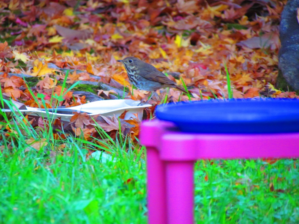 Hermit Thrush - ML644609574