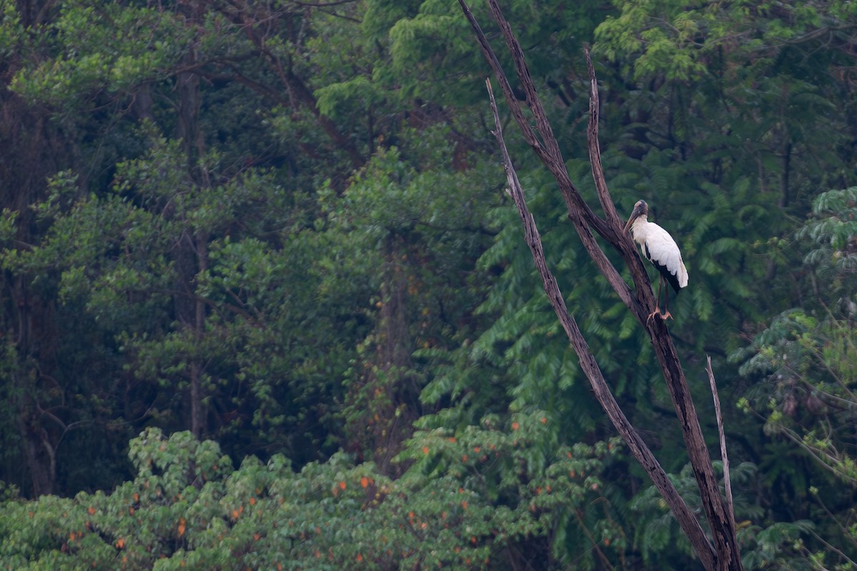 amerikastork - ML644609575