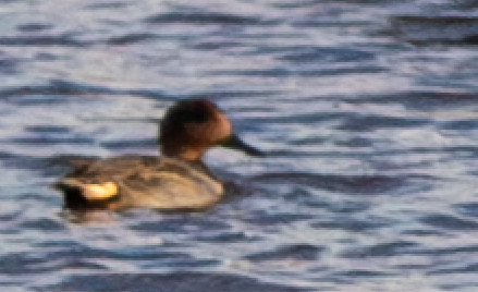 krikkand - ML644609577