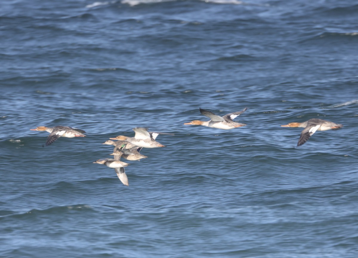 krikkand - ML644609578