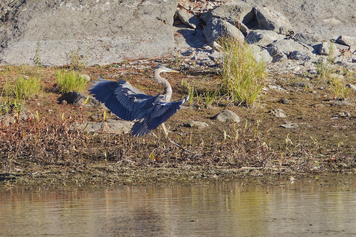 Great Blue Heron - ML644609581