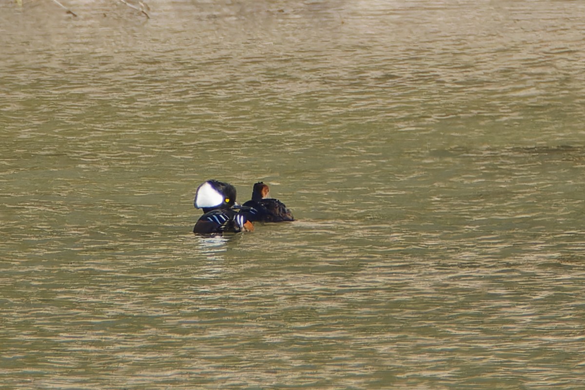 Hooded Merganser - ML644609584