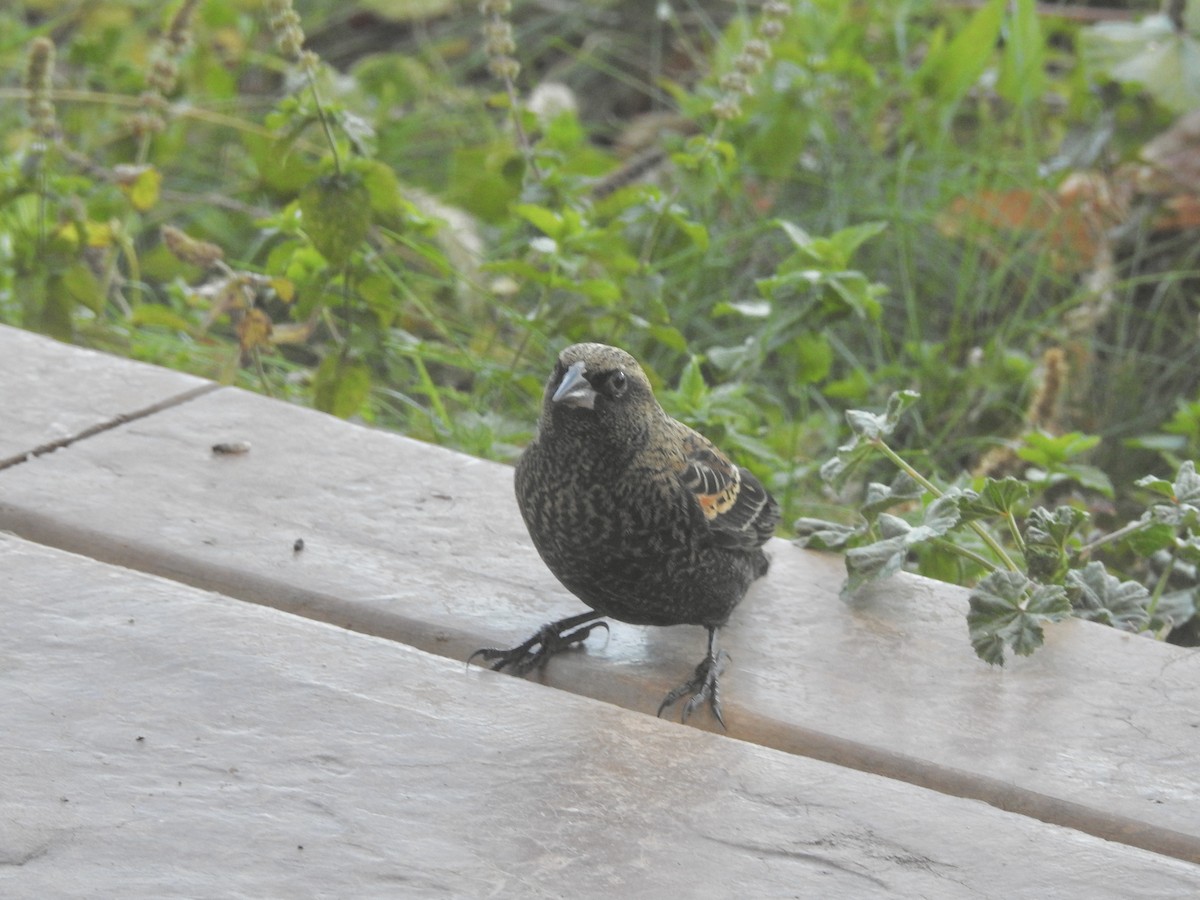 Red-winged Blackbird - ML644609587