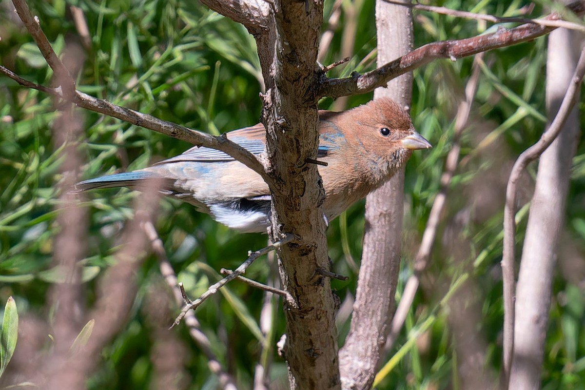 indigospurv - ML644609589