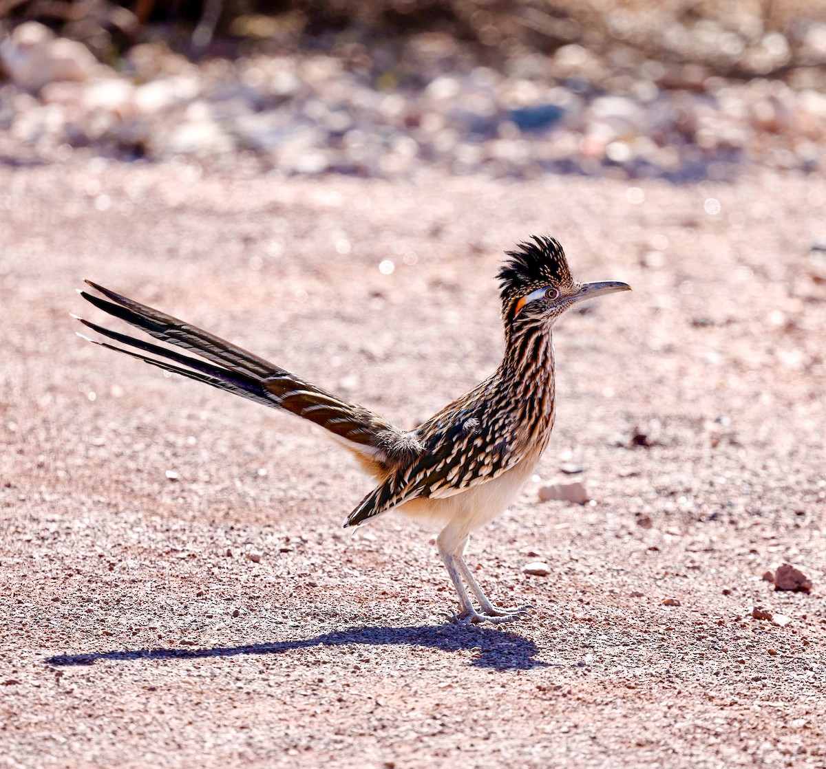 Greater Roadrunner - ML644609592