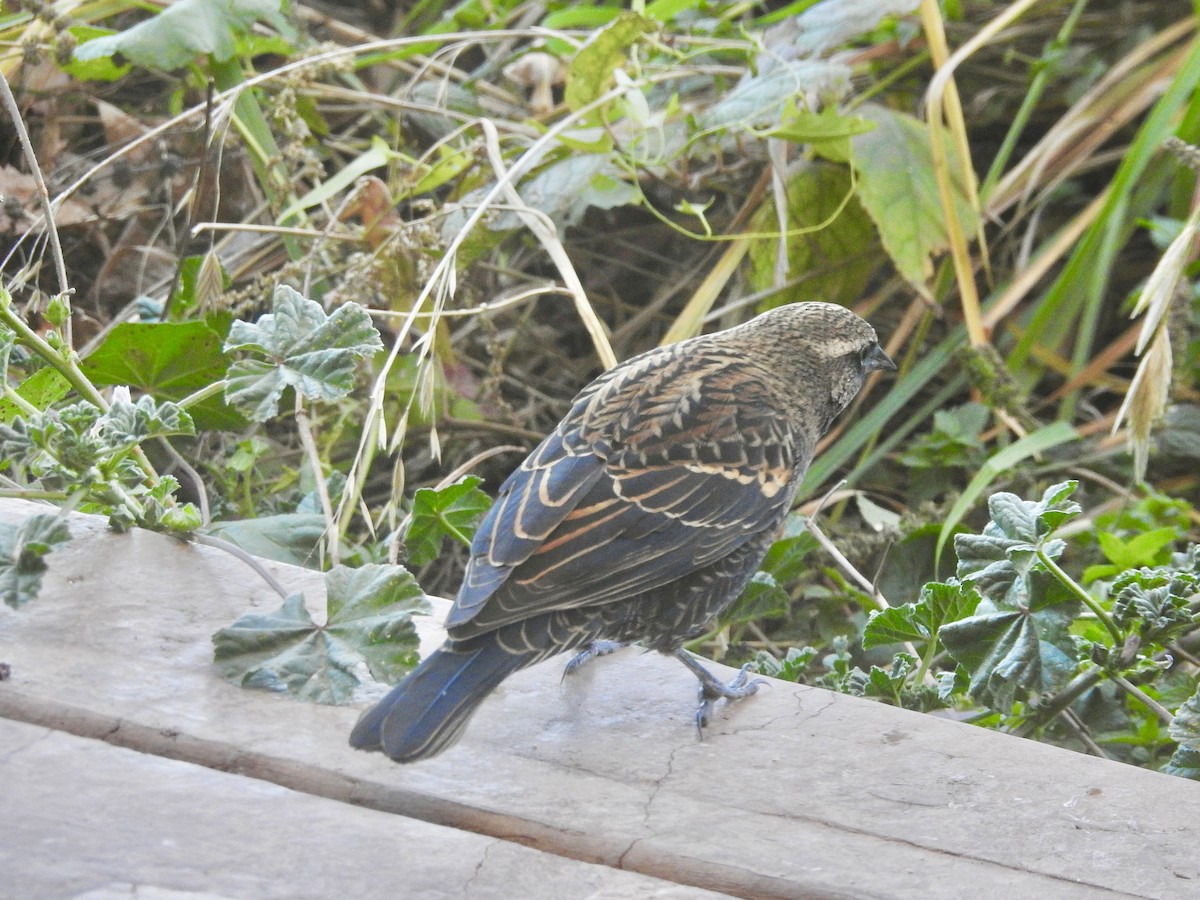 Red-winged Blackbird - ML644609600