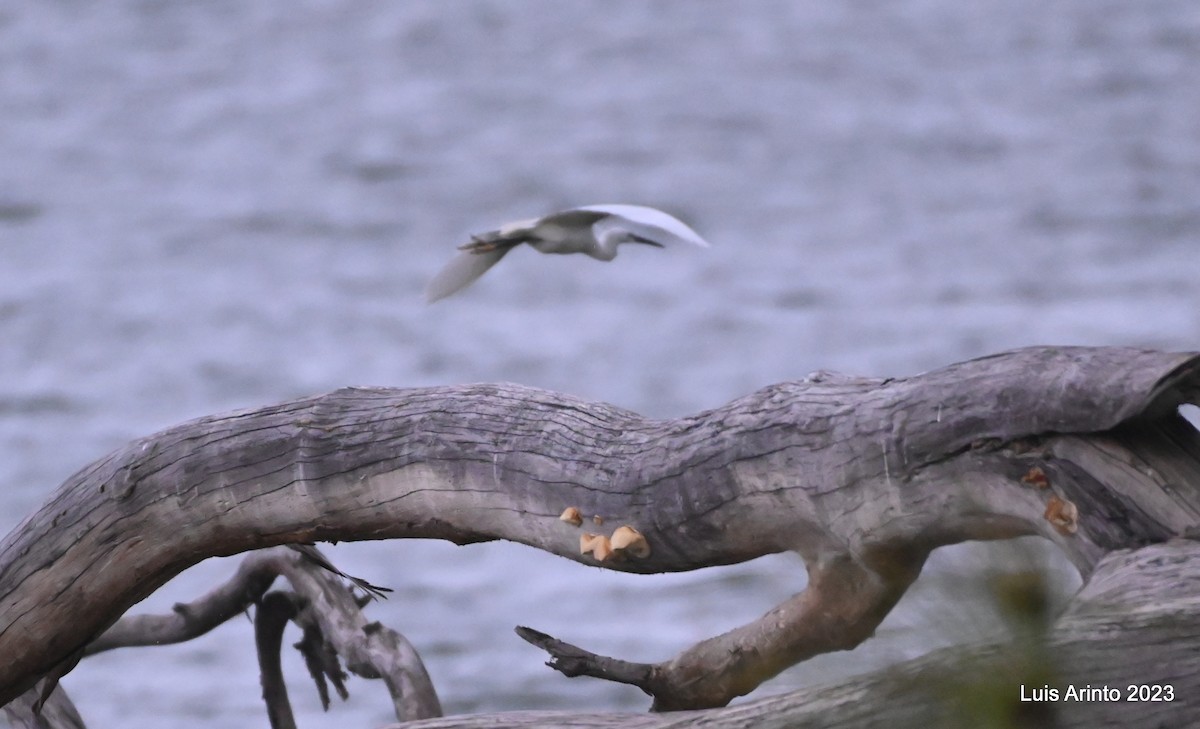 Great Egret (African) - ML644609604