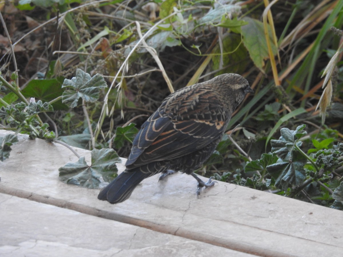 Red-winged Blackbird - ML644609606