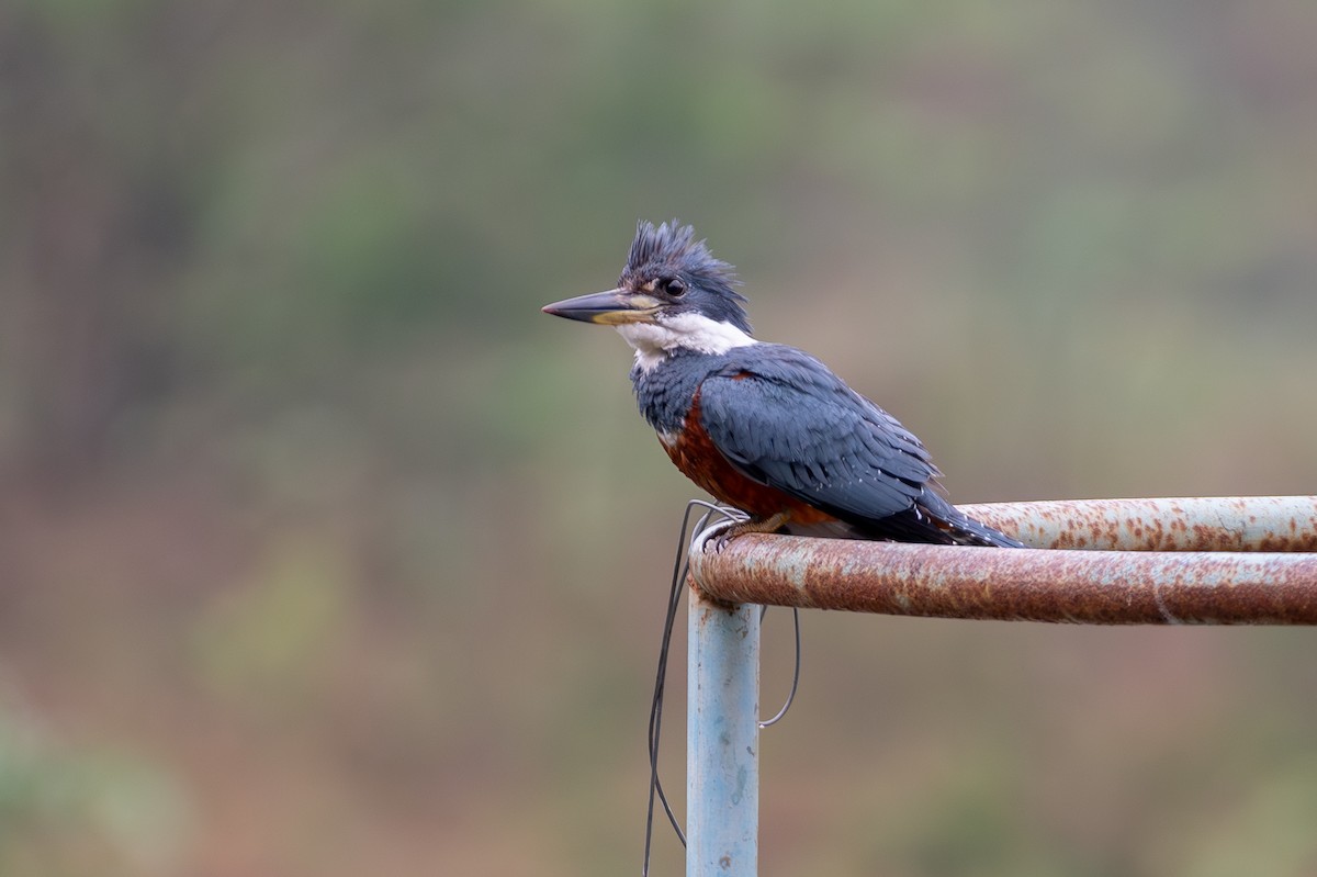 rybařík obojkový - ML644609630