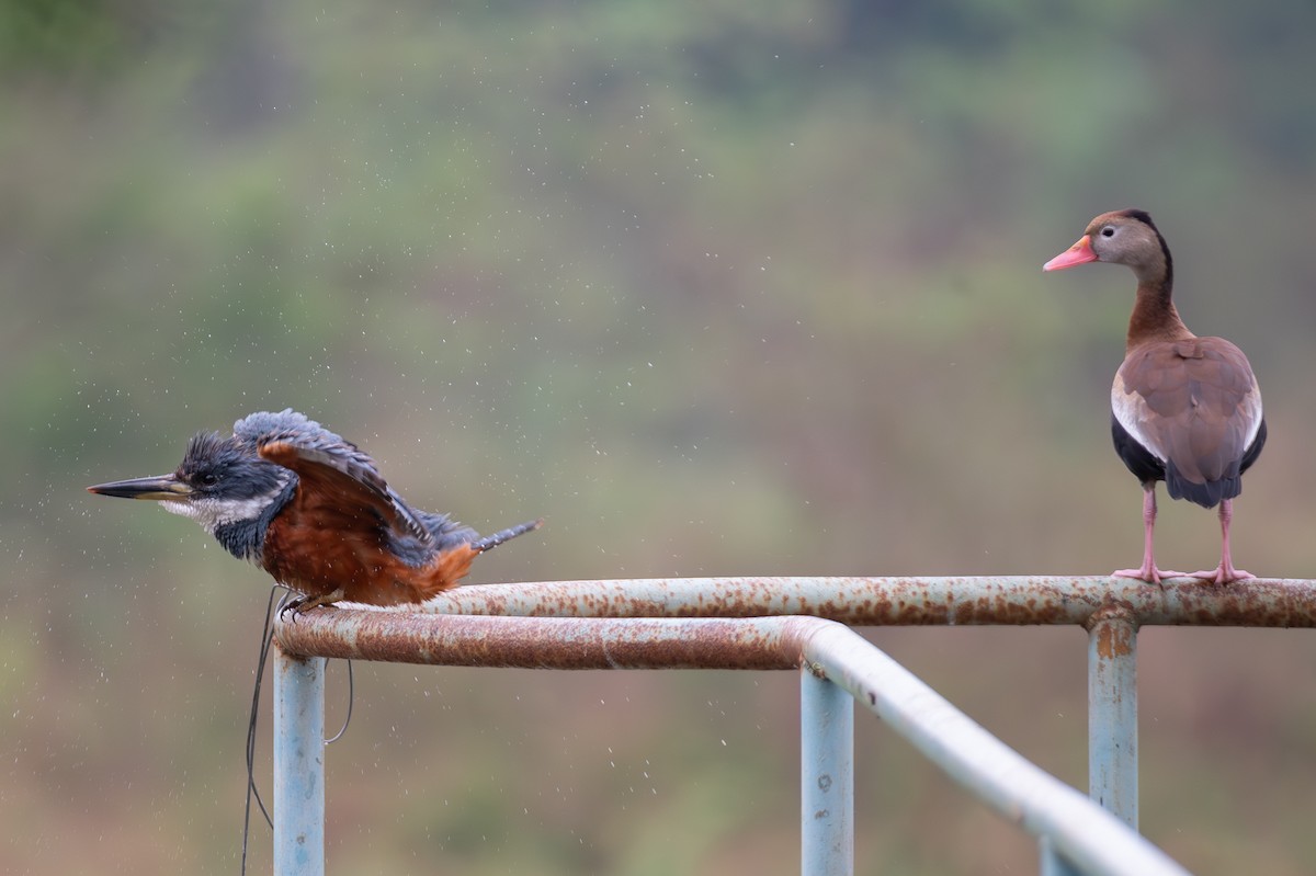 rybařík obojkový - ML644609631