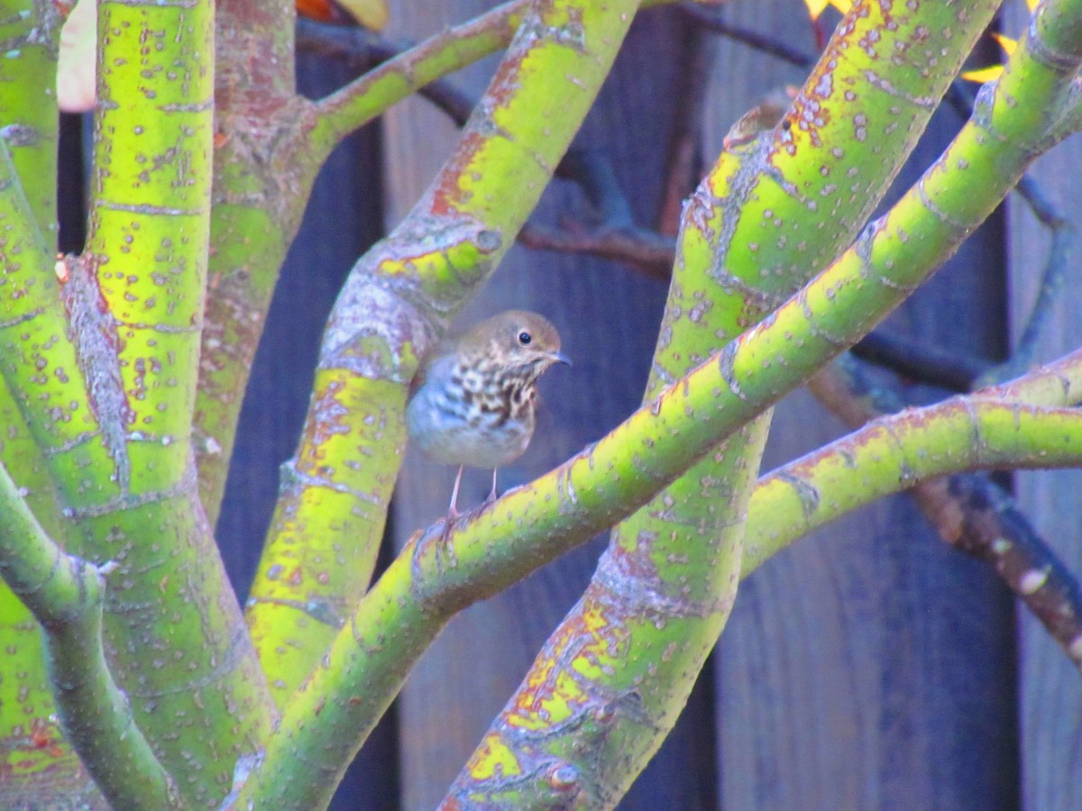 Hermit Thrush - ML644609635
