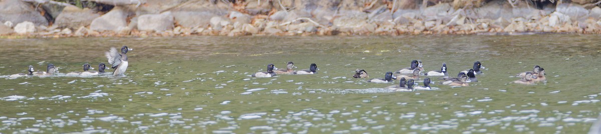 Ring-necked Duck - ML644609638