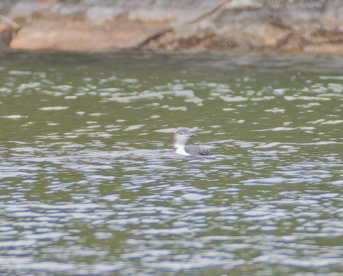 Common Loon - ML644609647