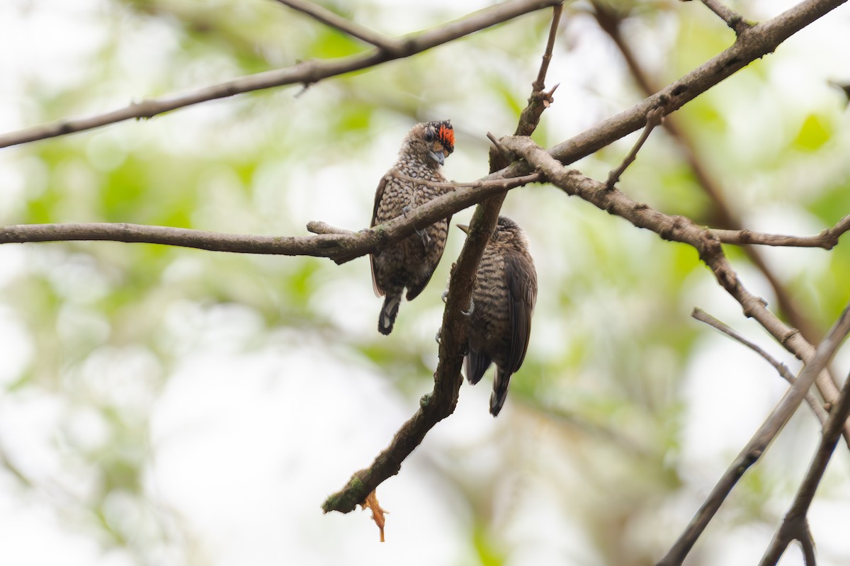 Carpinterito Variable - ML644609649