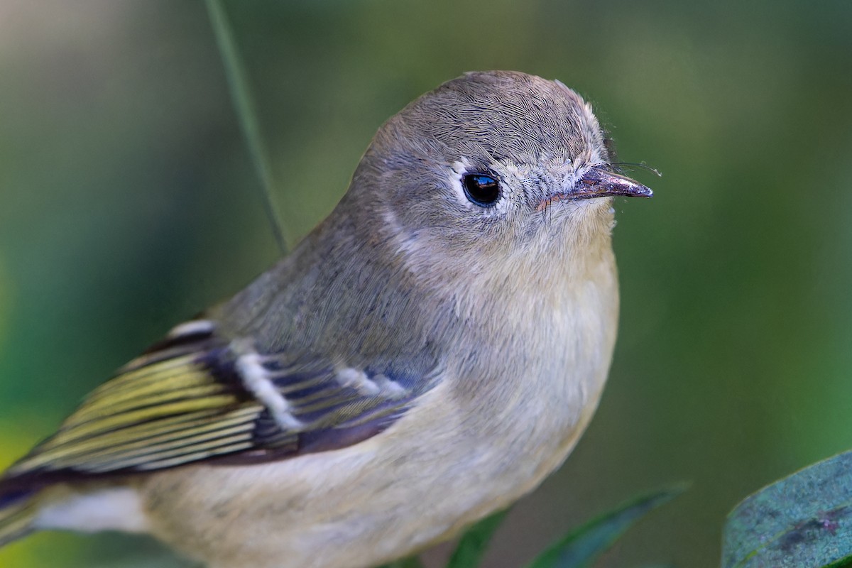 Ruby-crowned Kinglet - ML644609659