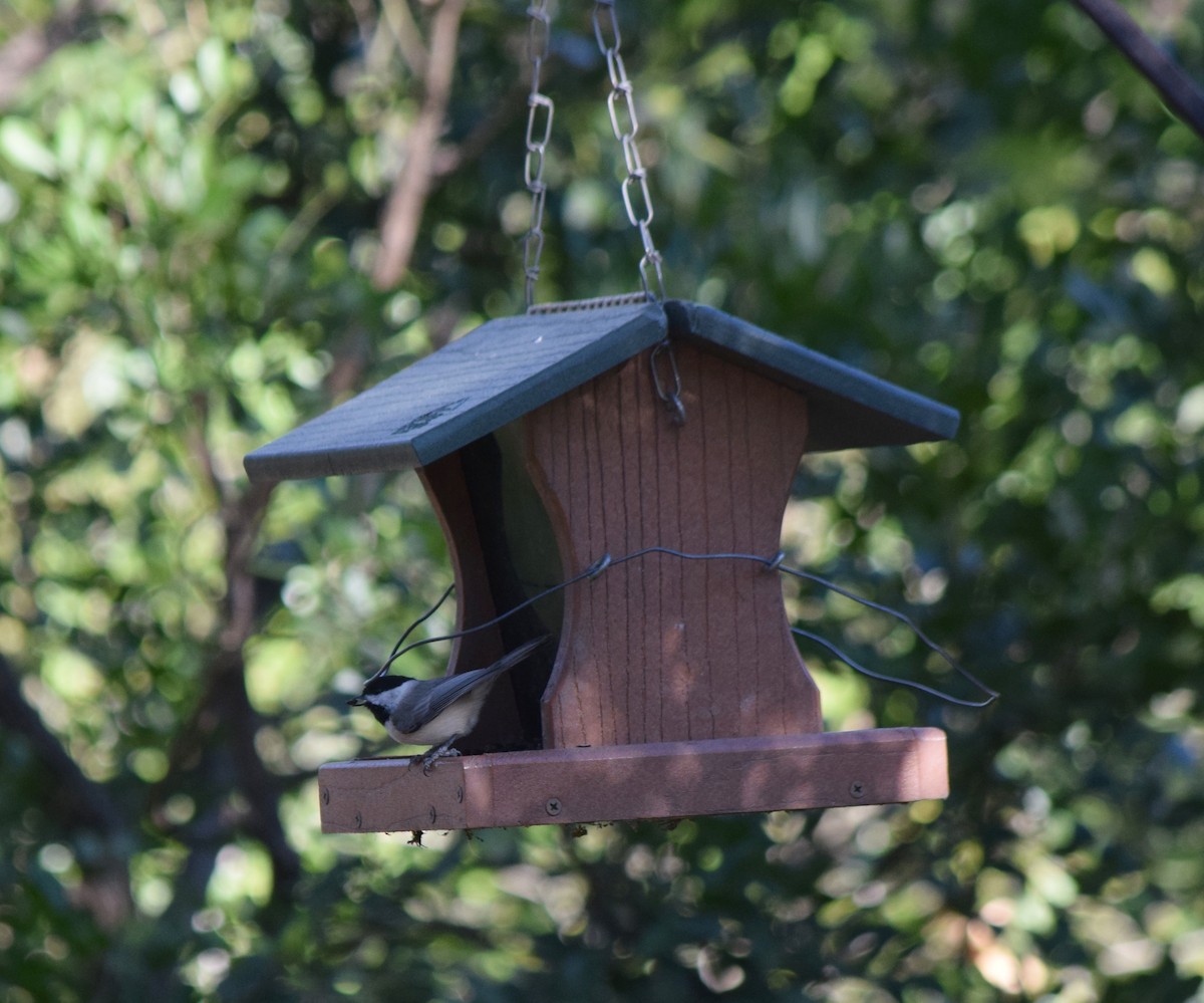 Carolina Chickadee - ML644609662
