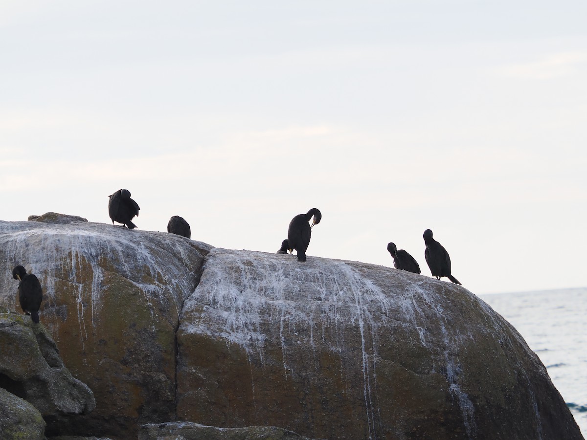 ヨーロッパヒメウ - ML644609670