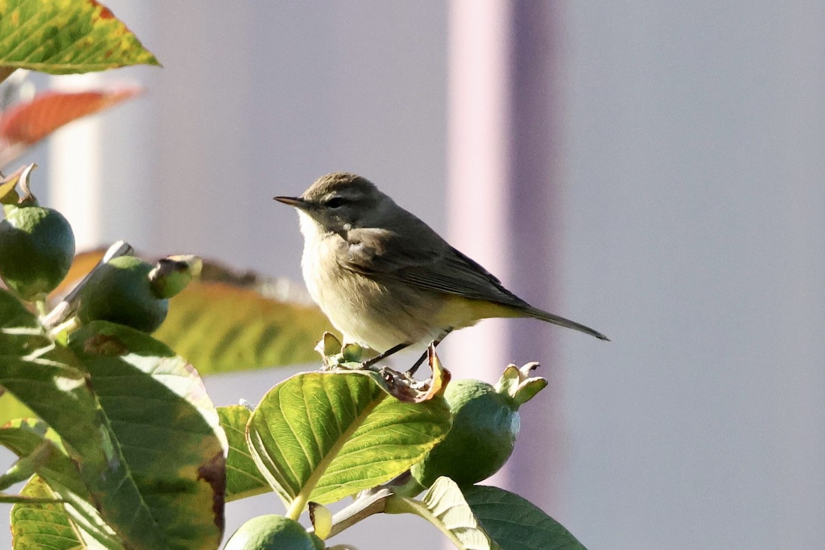 Palm Warbler - ML644609676