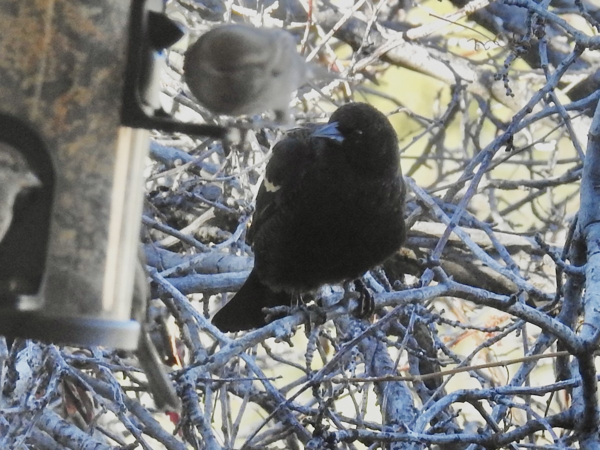 Red-winged Blackbird - ML644609678