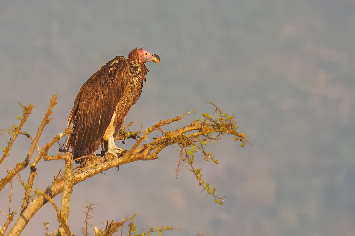 Lappet-faced Vulture - ML644609679