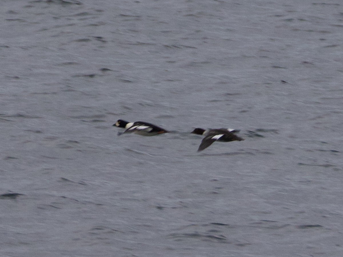 Barrow's Goldeneye - ML644609683