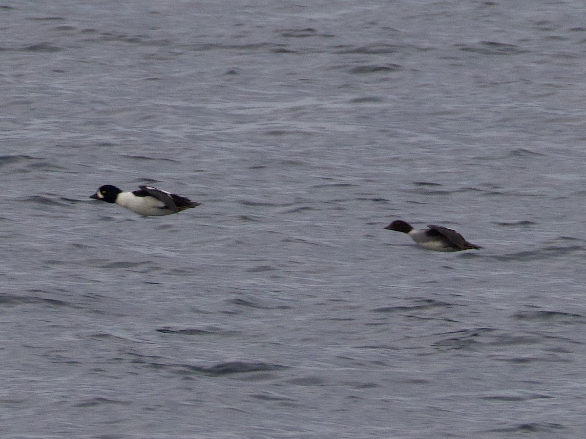 Barrow's Goldeneye - ML644609684