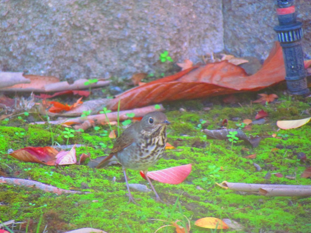 Hermit Thrush - ML644609695