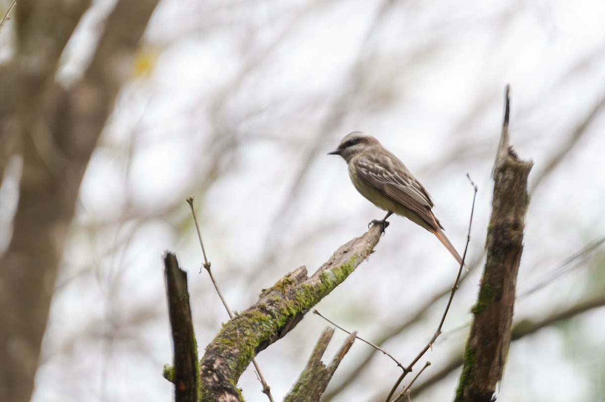 Tyran tacheté - ML644609699