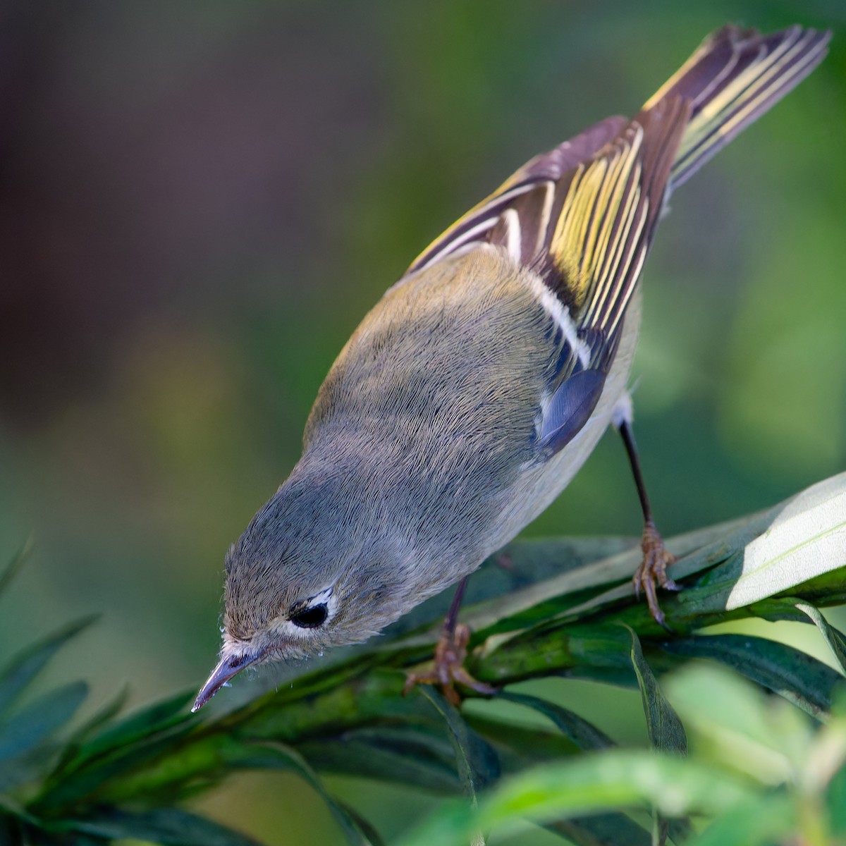 Ruby-crowned Kinglet - ML644609700