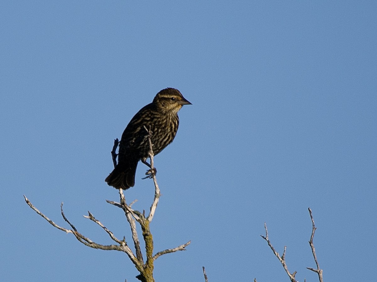 Red-winged Blackbird - ML644609702