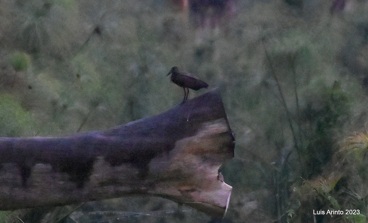 Hamerkop - ML644609707