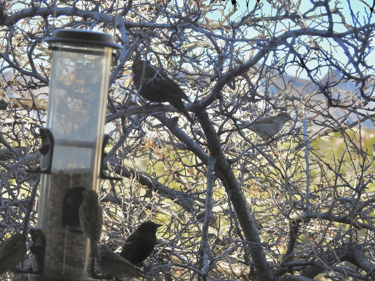 Red-winged Blackbird - ML644609714