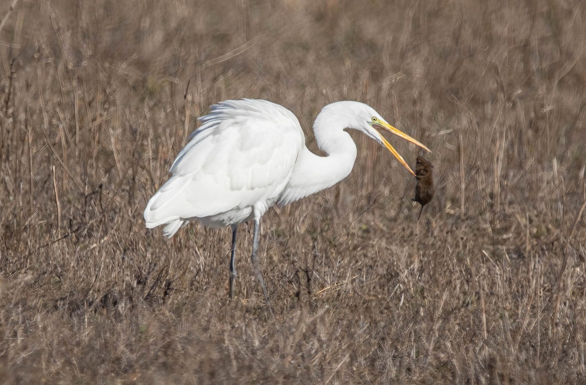 Great Egret - ML644609716