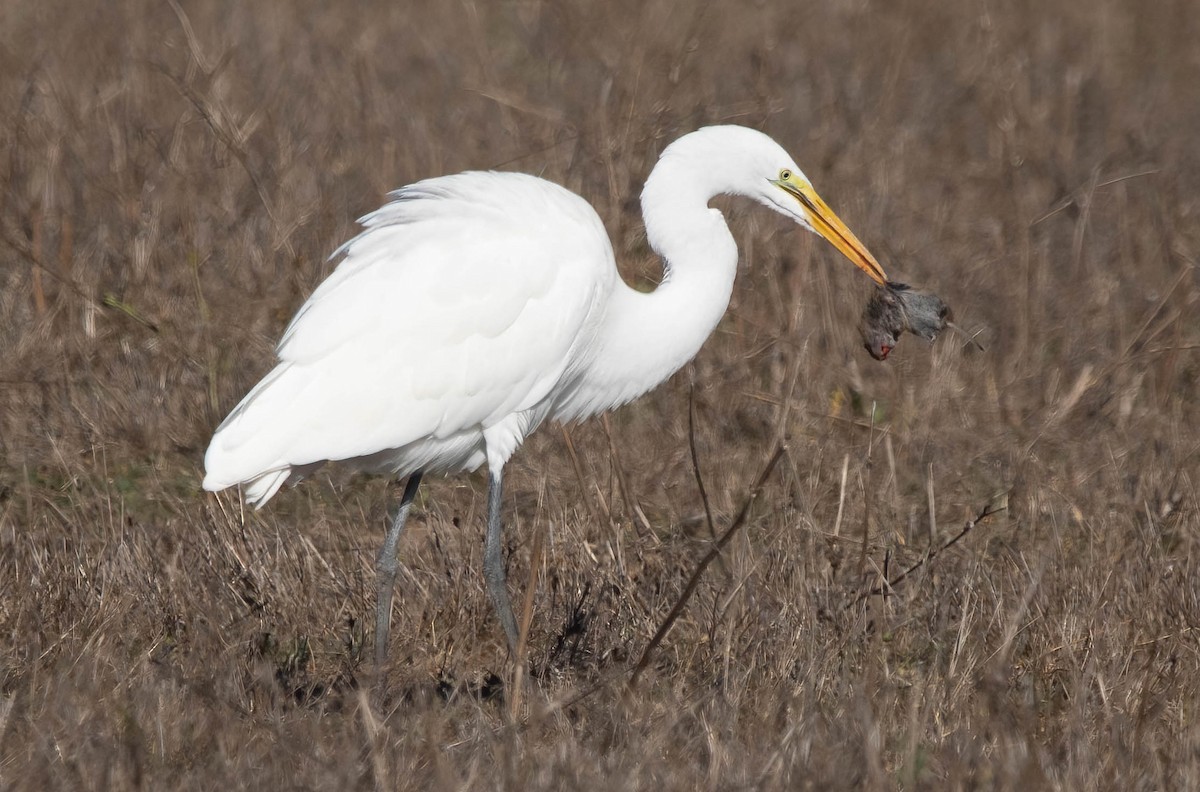 Great Egret - ML644609717