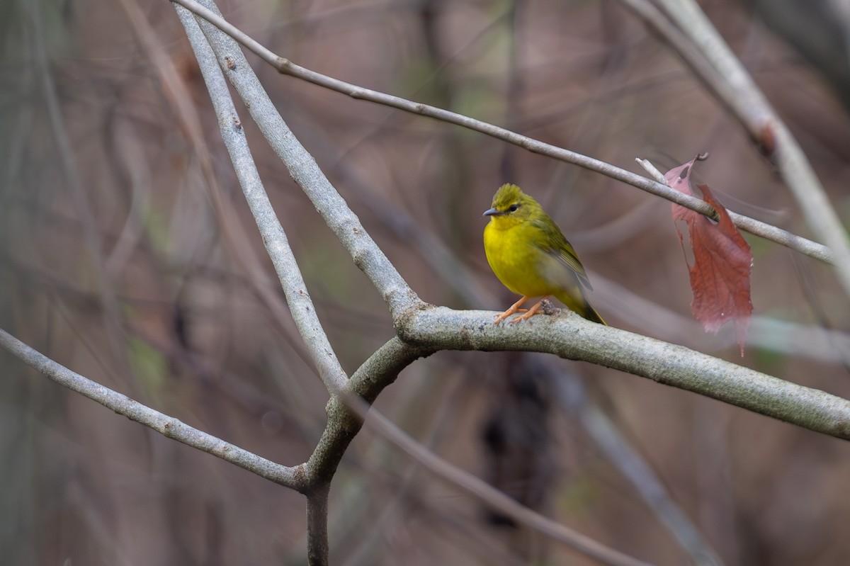 Reinita Amarillenta - ML644609722