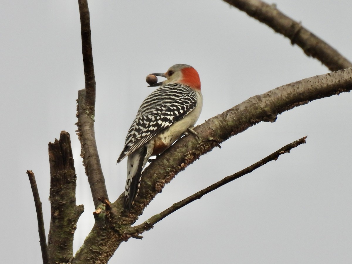 Red-bellied Woodpecker - ML644609725