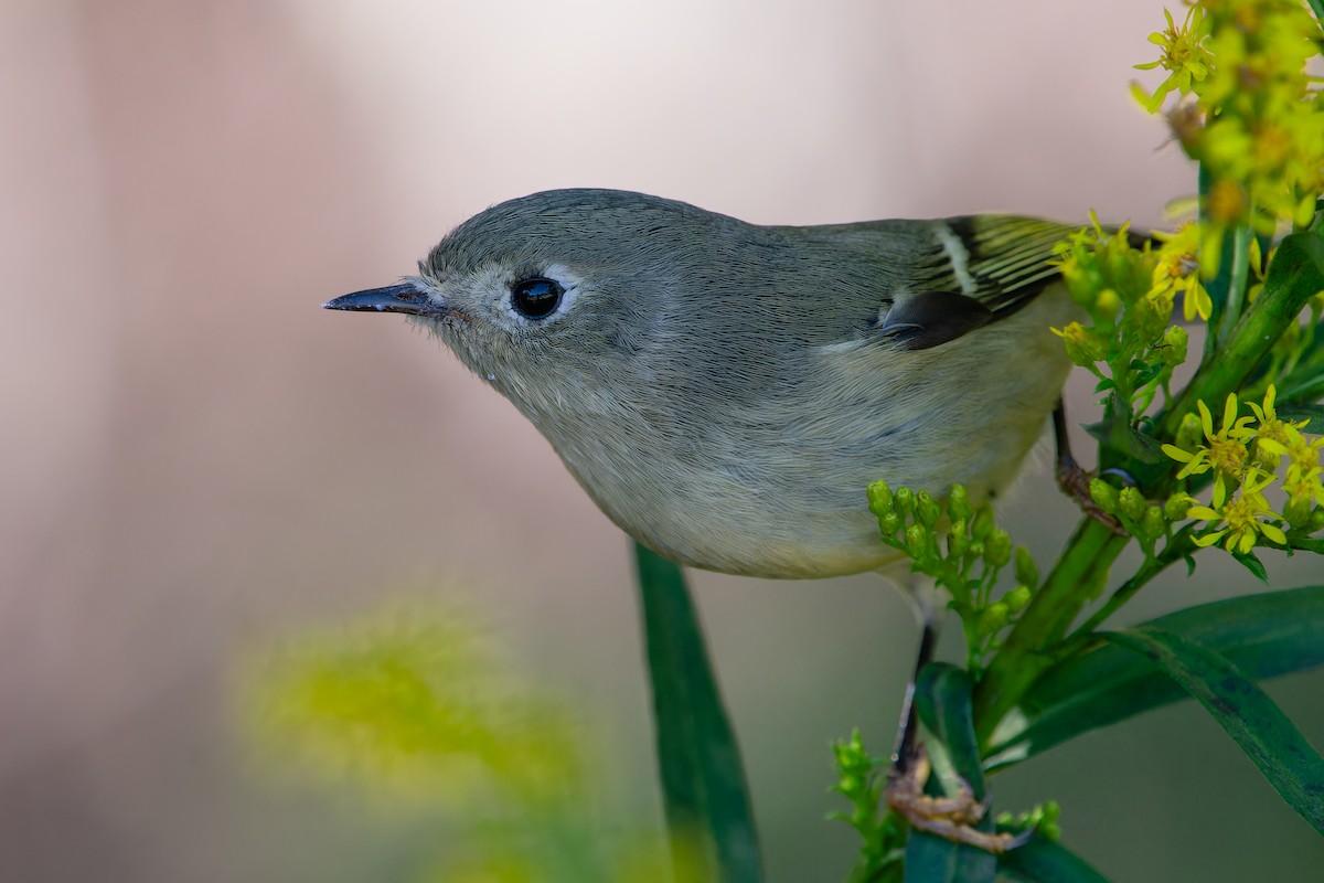 Ruby-crowned Kinglet - ML644609736