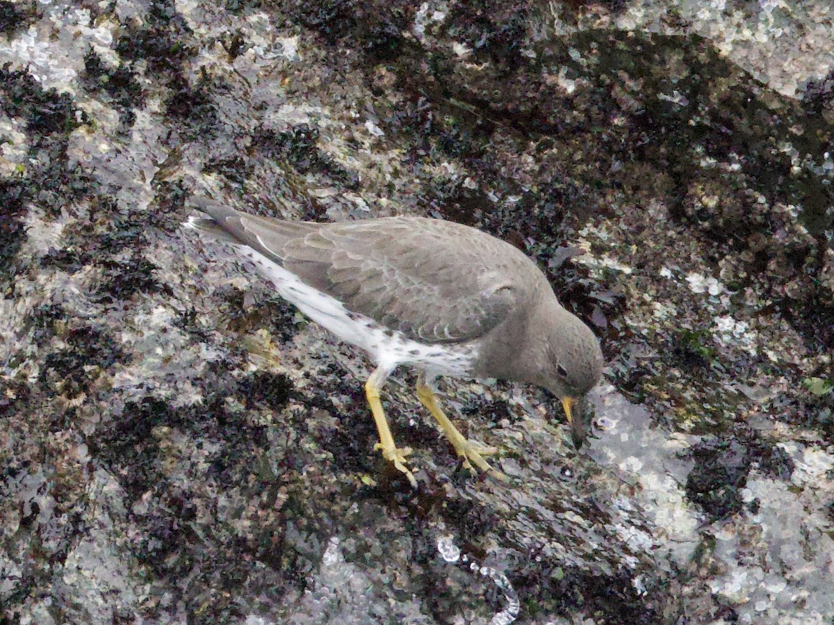 brottsnipe - ML644609744