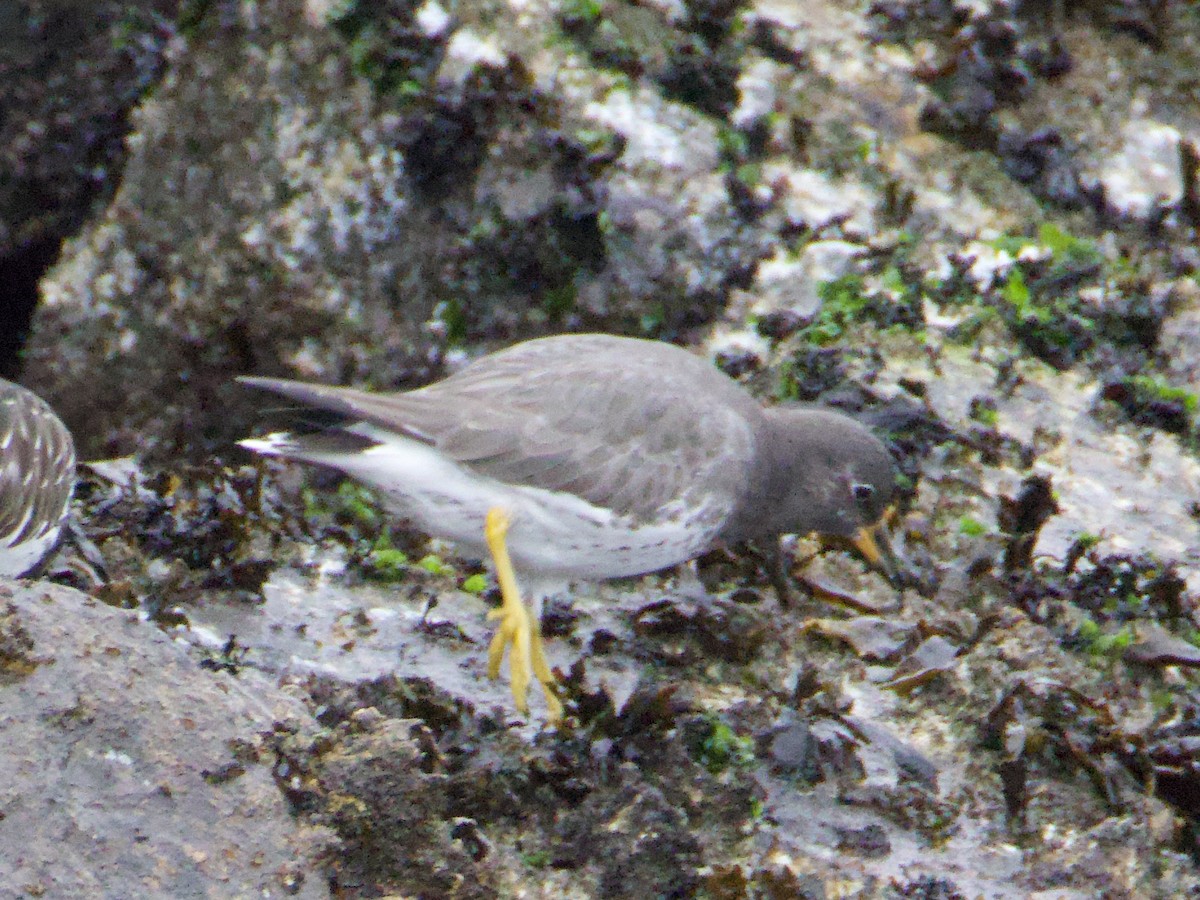 brottsnipe - ML644609745