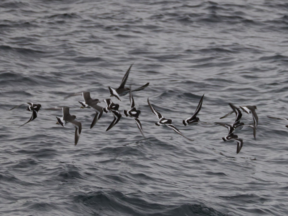 brottsnipe - ML644609746