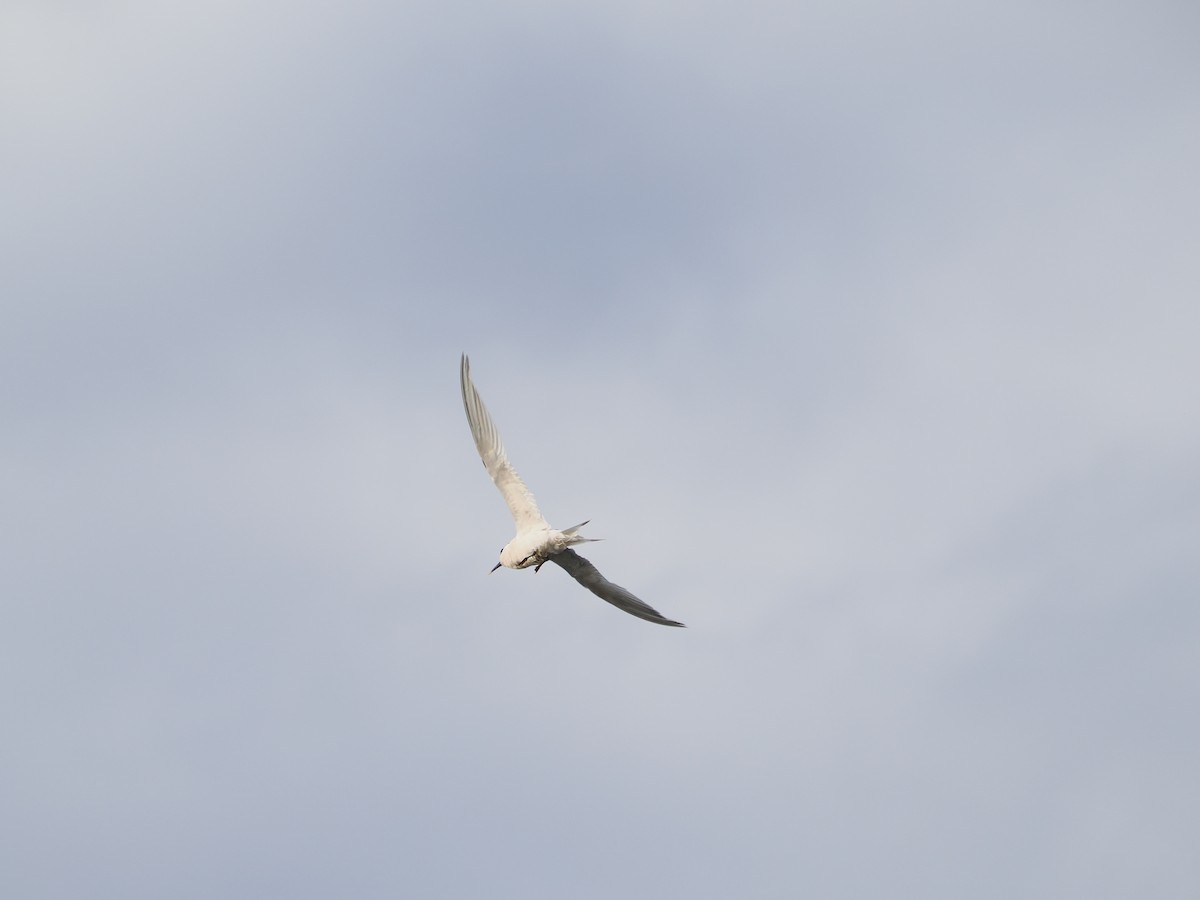 Пестроносая крачка - ML644609747