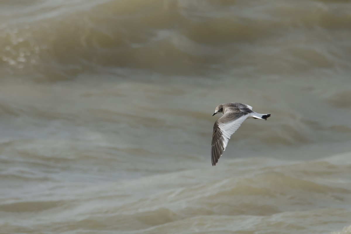 sabinemåke - ML644609748