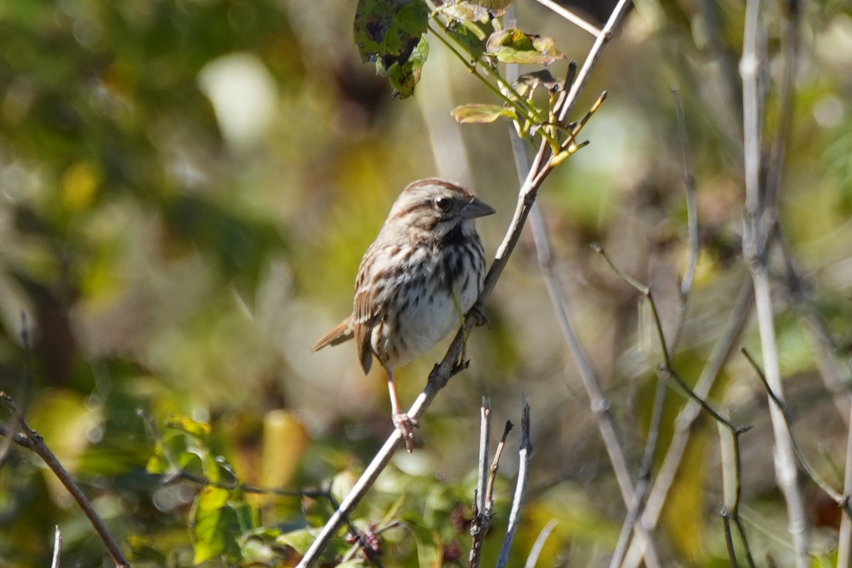 Song Sparrow - ML644609749