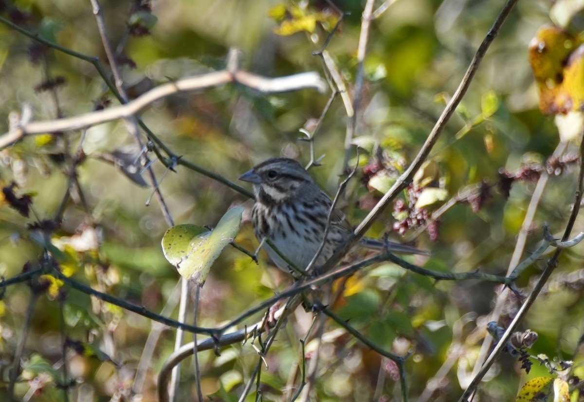 Song Sparrow - ML644609751