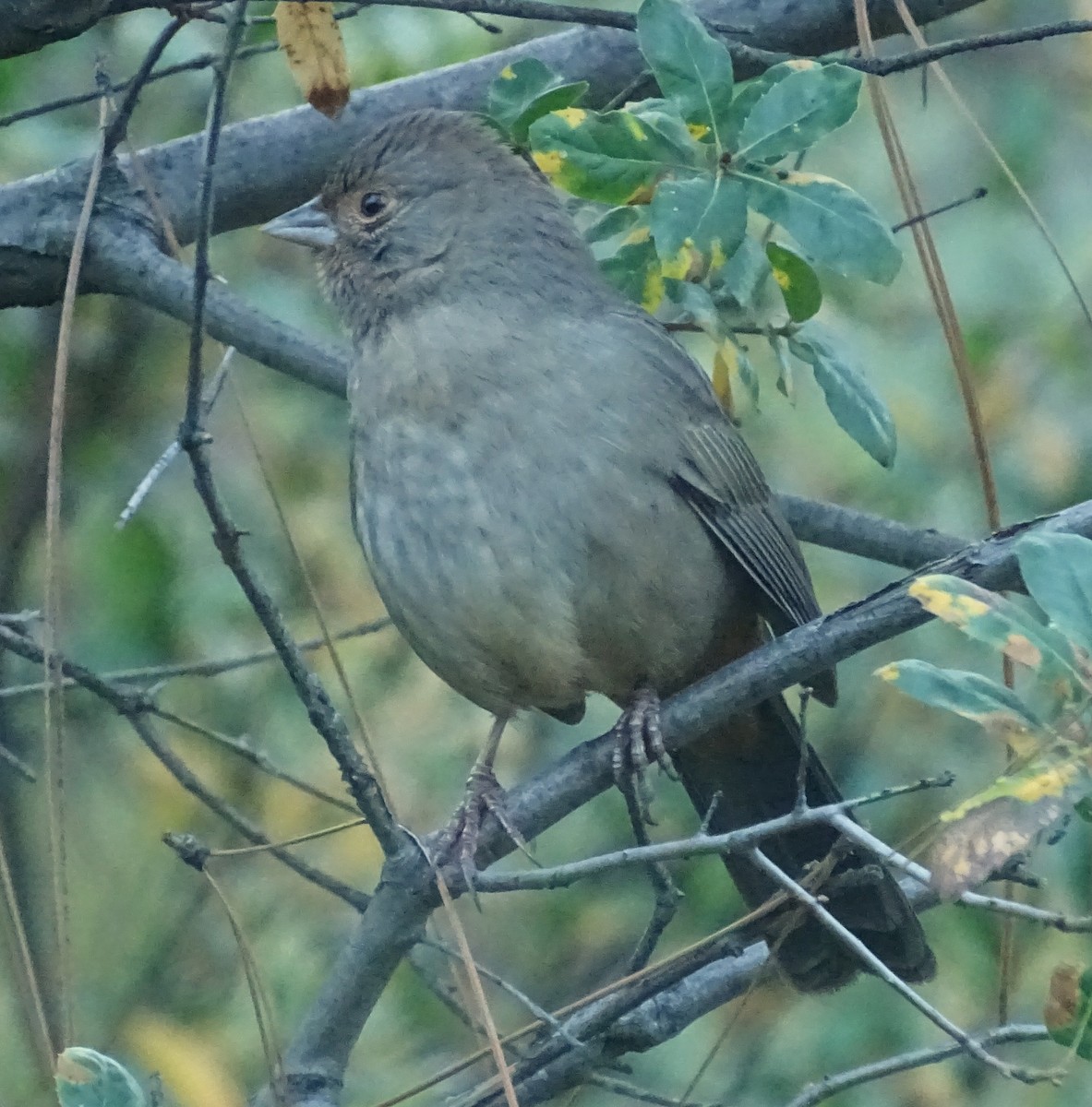 California Towhee - ML644609753